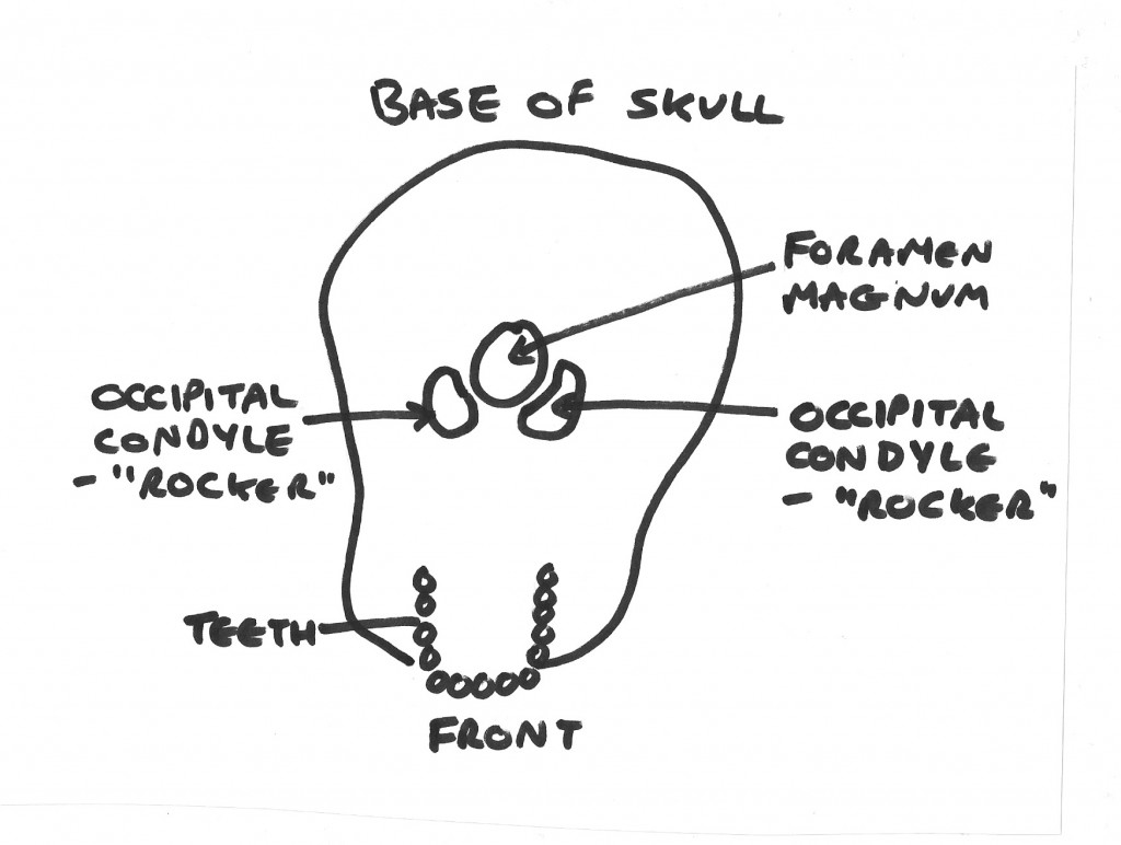 Base of Skull. Occipital condyles shown for head neck balance.