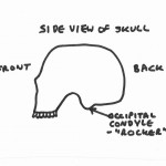 Side view of skull - drawing