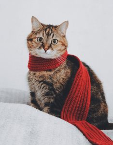 Cat wearing a red scarf
